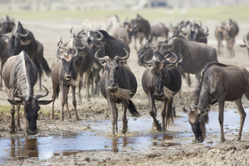 White Bearded Wildebeest on the migration drinking water. Tanzan