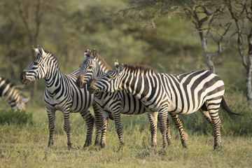 Fototapeta na wymiar Adult Common Zebra, Tanzania
