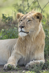 Obraz na płótnie Canvas Sub adult, Male African Lion (Panthera leo) Tanzania