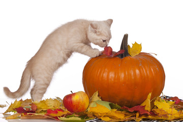 Britisch Kurzhaar Katze herbstlich - kitten in Autumn