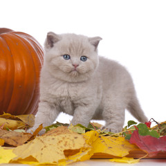 Britisch Langhaar Katze herbstlich - kitten in Autumn