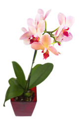 orange orchid in the pot isolated