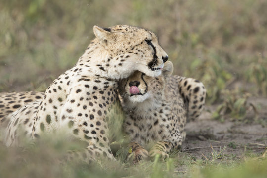 Female Cheetah with her cub (Acinonyx jubatus) in Tanzania