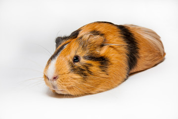 Fototapeta premium Guinea Pig