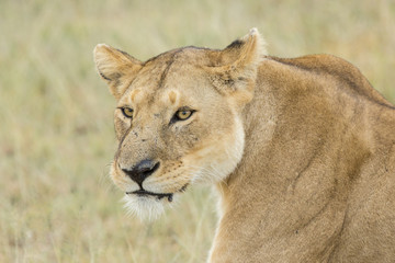 African Lioness (Panthera leo) in Tanzania