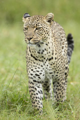 Female African Leopard (Panthera pardus) Serengeti, Tanzania