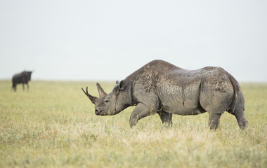 Fototapeta premium Black Rhino (Diceros bicornis) in Tanzania