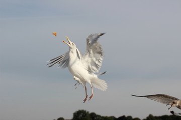 Eine Möwe über der Kieler Förde