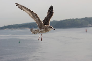 Eine Möwe über der Kieler Förde