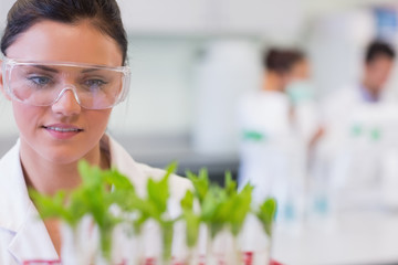 Female scientist with young plants at laboratory
