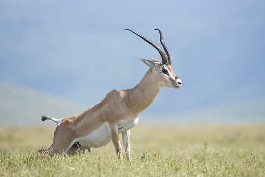 Grant's Gazelle, (Nanger granti) Tanzania