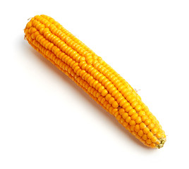 ear of corn on a white background