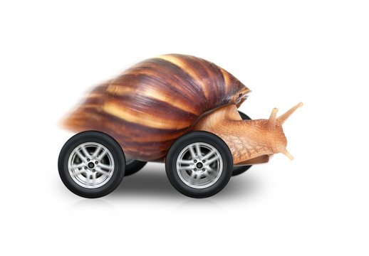 Big brown snail is fast driving on wheels isolated on white