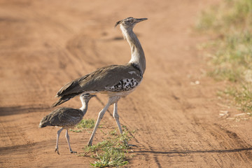 A Female Kori Bustard with her chick, Tarangire, Tanzania