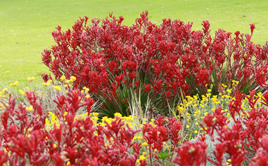 Red Kangaroo Paw flowers