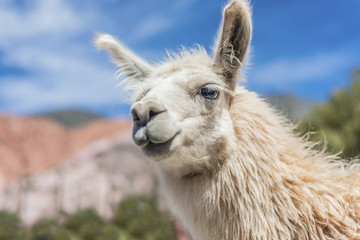 Llama in Purmamarca, Jujuy, Argentina.