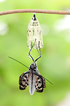 butterfly change form chrysalis