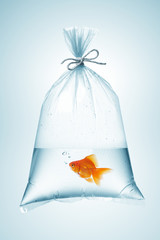 Naklejka premium goldfish in bag
