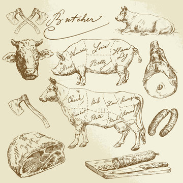 pork and beef cuts - hand drawn collection