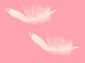 Tumbling floating feather over pink - fluffy, light