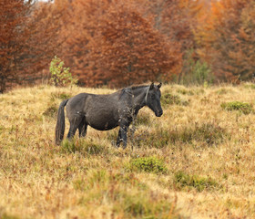 Horses grazing in a forest in autumn