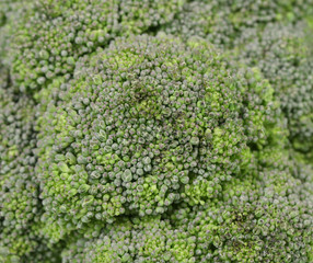 Close up of fresh broccoli.