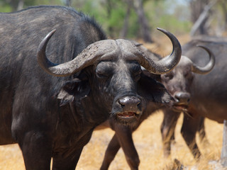 Angry buffalo