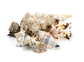sea shells isolated on white background