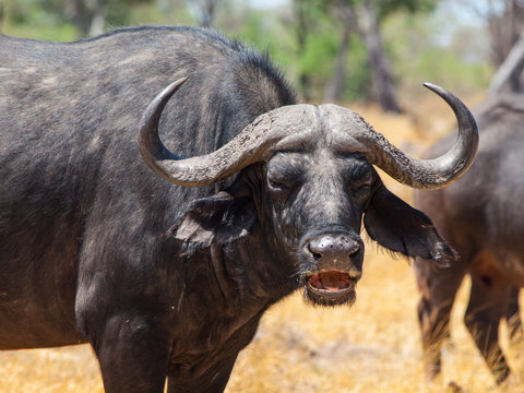 Angry Buffalo