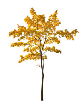 small gold isolated maple