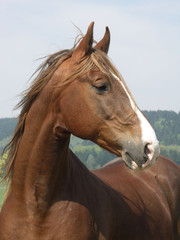 American Saddlebred Horse