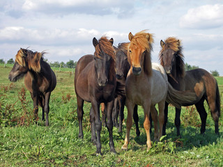 Obraz premium Islandpferde