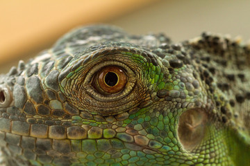 Iguana eye