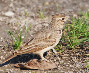 Crested Lark, Galerida cristata