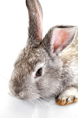 Gray rabbit