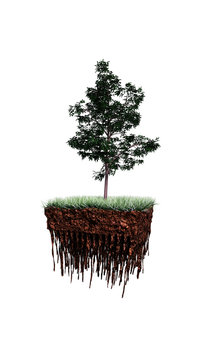 tree on a piece of soil
