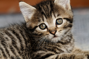 Tabby kitten