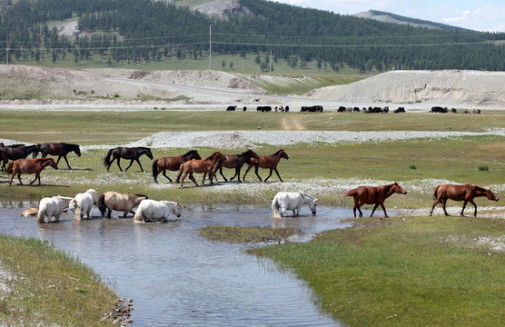 Mongolian wild horses