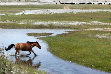 Mongolian wild horses