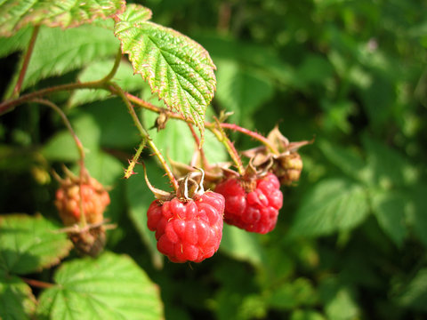 raspberries