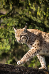 Naklejka na ściany i meble Ryś (Lynx lynx)