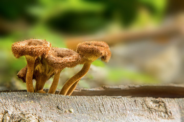 Mushrooms on Pine Tree.