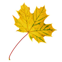Maple-leaf isolated over white