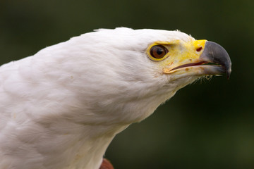 African Fish Eagle