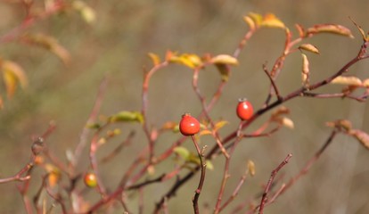 dog-rose fruit in autumn forest