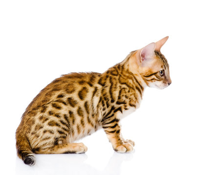purebred bengal cat. isolated on white background
