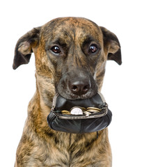 dog holding a purse with coins in its mouth. isolated on white 