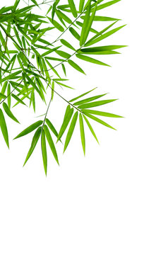 bamboo leaves