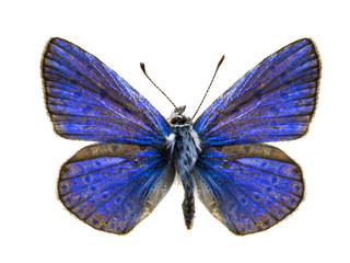 real colorful butterfly isolated in white background