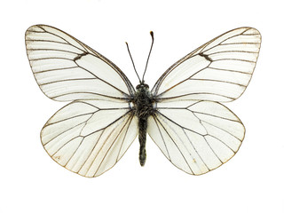 Fototapeta na wymiar prawdziwe kolorowe Motyl samodzielnie w białym tle